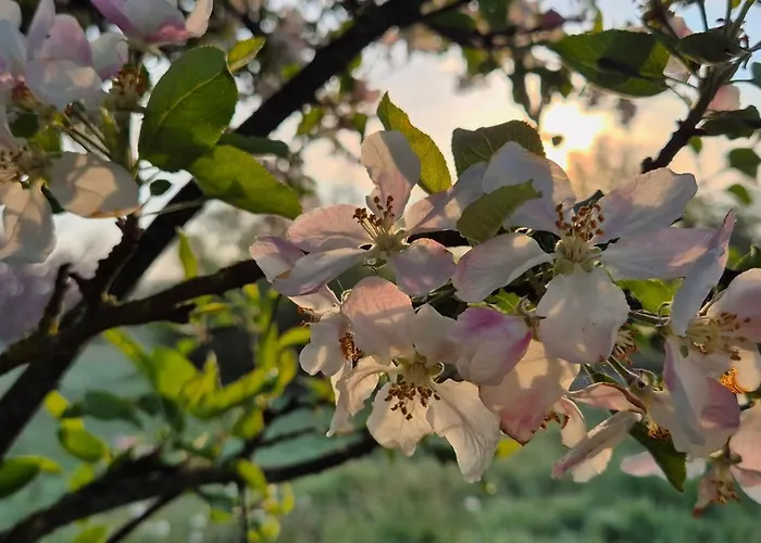 La Maison Neuve * Madré